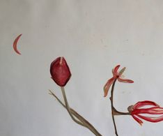 losse bloemen, aquarel, 20 x 30 cm